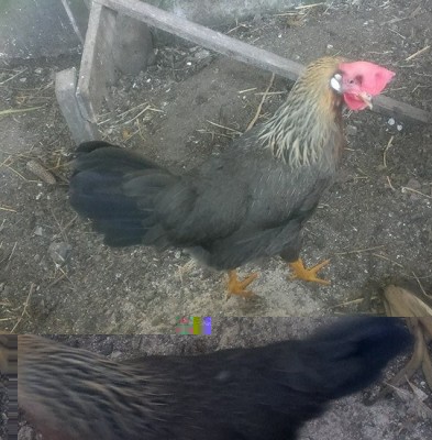 13120_352057171664048_8025828568282379317_n (2).jpg (121.93 KiB) Osservato 699 volte 13120_352057171664048_8025828568282379317_n (2).jpg