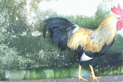 11009889_349884408547991_8524735874587928510_n (2).jpg (94.92 KiB) Osservato 699 volte 11009889_349884408547991_8524735874587928510_n (2).jpg