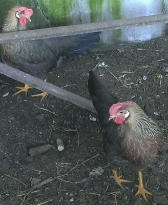 11009889_349884408547991_8524735874587928510_n (3).jpg (98.25 KiB) Osservato 699 volte 11009889_349884408547991_8524735874587928510_n (3).jpg