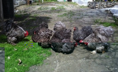 image.jpg (138.19 KiB) Osservato 1125 volte image.jpg