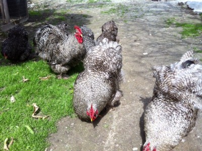 image.jpg (171.61 KiB) Osservato 1125 volte image.jpg