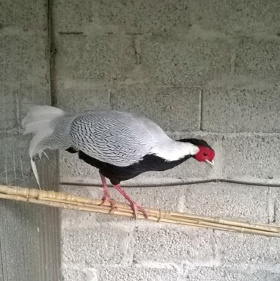 WP_20141118_14_42_11_Smart.jpg (173.12 KiB) Osservato 1033 volte WP_20141118_14_42_11_Smart.jpg