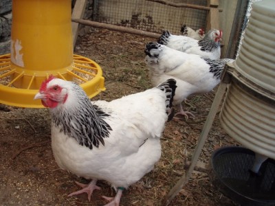 060 (640x480).jpg (233.23 KiB) Osservato 882 volte 060 (640x480).jpg