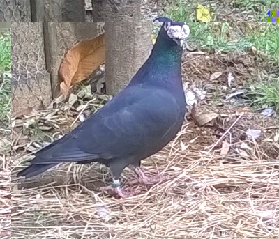 WP_20151103_13_52_01_Pro.jpg (181.77 KiB) Osservato 3503 volte WP_20151103_13_52_01_Pro.jpg