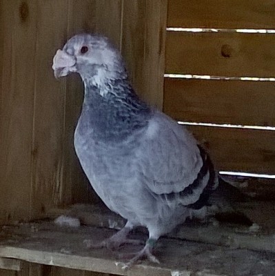 WP_20151103_13_51_49_Pro.jpg (118.99 KiB) Osservato 3503 volte WP_20151103_13_51_49_Pro.jpg