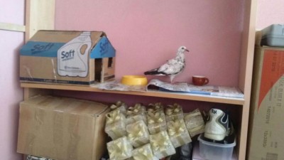 IMG-20160429-WA0024.jpg (51.21 KiB) Osservato 3800 volte IMG-20160429-WA0024.jpg