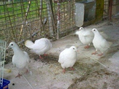 23012011317.jpg (32.55 KiB) Osservato 897 volte 23012011317.jpg