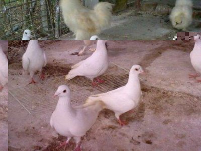 23012011319.jpg (27.29 KiB) Osservato 897 volte 23012011319.jpg