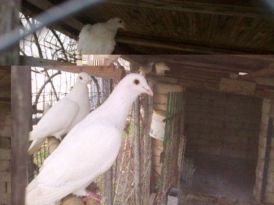 23012011329.jpg (26.69 KiB) Osservato 897 volte 23012011329.jpg