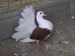 femmina.jpg femmina.jpg