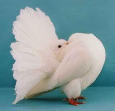 maschio.jpg maschio.jpg