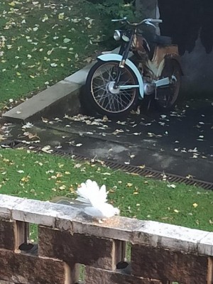 colomba.jpeg (109.95 KiB) Osservato 4207 volte colomba.jpeg