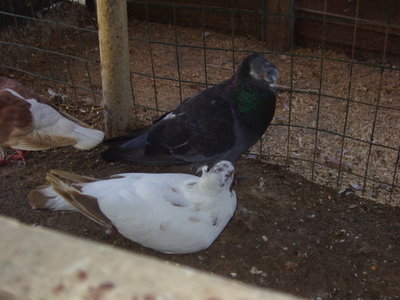 P1010002_640x480.JPG (190.43 KiB) Osservato 971 volte P1010002_640x480.JPG