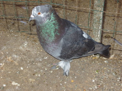 P1010014_640x480.JPG (240.16 KiB) Osservato 971 volte P1010014_640x480.JPG