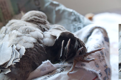 IMG_6330-2.jpg (291.19 KiB) Osservato 1080 volte IMG_6330-2.jpg