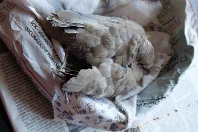 IMG_6329-2.jpg (248.71 KiB) Osservato 1080 volte IMG_6329-2.jpg