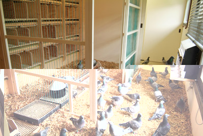 colombi.jpg colombi.jpg