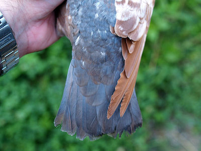 col1.jpg (54.05 KiB) Osservato 1024 volte col1.jpg