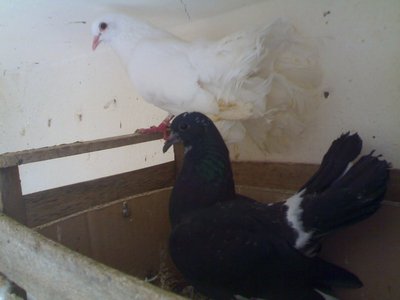 15082011819.jpg (48.13 KiB) Osservato 1025 volte 15082011819.jpg