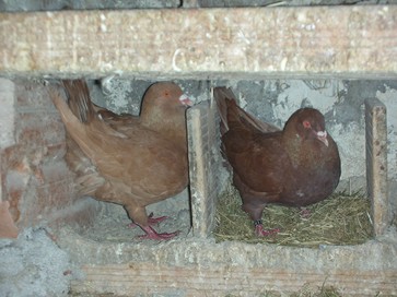 novelli 2011 063 (Copia).jpg novelli 2011 063 (Copia).jpg