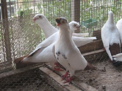 normal_816959.jpg (43.62 KiB) Osservato 1087 volte normal_816959.jpg