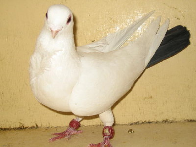 Bild%20295.jpg (40.21 KiB) Osservato 1085 volte Bild%20295.jpg