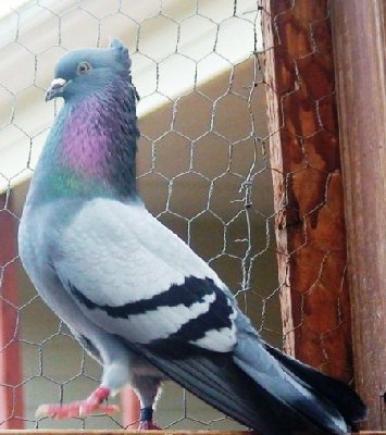 normal_867017.jpg (51.49 KiB) Osservato 1086 volte normal_867017.jpg