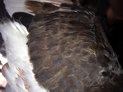 tricolore.jpg (118.74 KiB) Osservato 783 volte tricolore.jpg