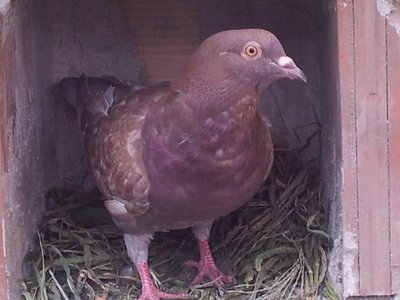 1_1.jpg (134.63 KiB) Osservato 883 volte 1_1.jpg