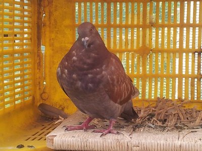 2_2.jpg (195.96 KiB) Osservato 883 volte 2_2.jpg