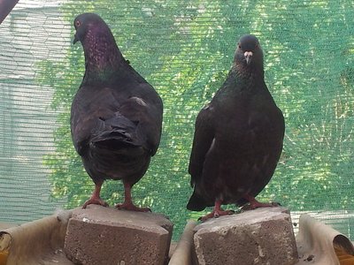 3_3.jpg (235.94 KiB) Osservato 883 volte 3_3.jpg