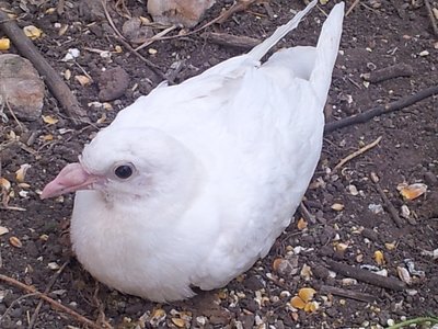 4_4.jpg (189.88 KiB) Osservato 883 volte 4_4.jpg