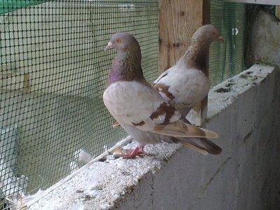 06082012183.jpg (165.58 KiB) Osservato 1015 volte 06082012183.jpg