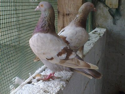 06082012184.jpg (156.01 KiB) Osservato 1015 volte 06082012184.jpg