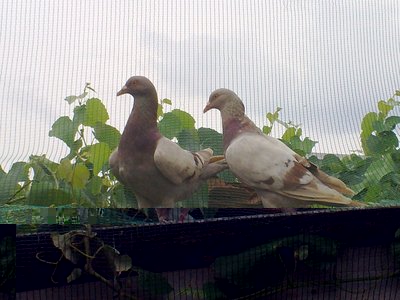 06082012197.jpg (142.33 KiB) Osservato 1015 volte 06082012197.jpg