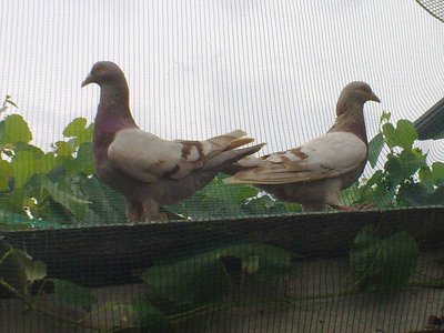 06082012199.jpg (139.69 KiB) Osservato 1015 volte 06082012199.jpg