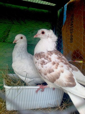 colombi.jpg (158.83 KiB) Osservato 883 volte colombi.jpg