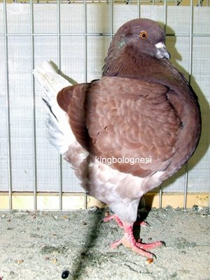 femela POP VIOREL.jpg (106.02 KiB) Osservato 919 volte femela POP VIOREL.jpg