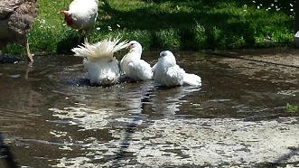 pavoncelli che fanno il bagno :) / animal 012.jpg animal 012.jpg