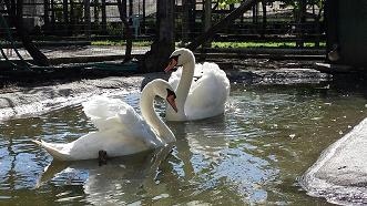 Cigni reali / animal 025.jpg animal 025.jpg