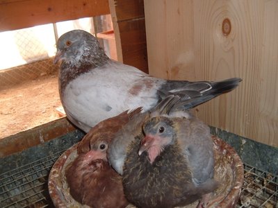 zzz2.jpg (132.21 KiB) Osservato 1505 volte zzz2.jpg