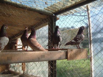 zzz3.jpg (143.01 KiB) Osservato 1505 volte zzz3.jpg