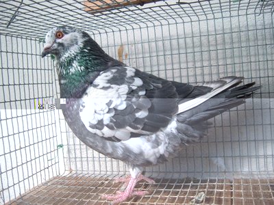 zzz4.jpg (149.36 KiB) Osservato 1505 volte zzz4.jpg