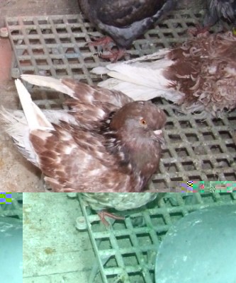 image.jpg (73.14 KiB) Osservato 1125 volte image.jpg