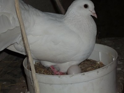 colomba con 2 uova b.jpg