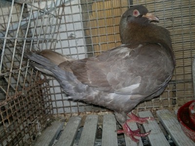 24072014414.jpg (162.28 KiB) Osservato 1341 volte 24072014414.jpg