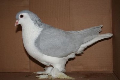 lahore lavanda.jpg (30.62 KiB) Osservato 1834 volte lahore lavanda.jpg