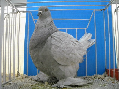 romagnolo lilla.jpg (196.35 KiB) Osservato 1833 volte romagnolo lilla.jpg