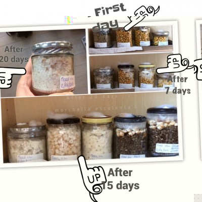 Il mio armadio a Singapore qui la temperatura è 28 30 gradi costante quindi non mi servo ti temperatura controllata , la Morchella esculenta è molto aggressiva e vorace qui è inoculata su sorgo e mais , il sorgo e segale  è il pasto perfetto per L esculenta / IMG_6556.JPG IMG_6556.JPG