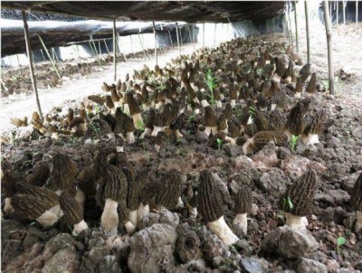 Cina / IMG_6608.JPG IMG_6608.JPG